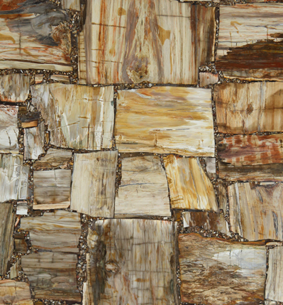 Petrified Wood