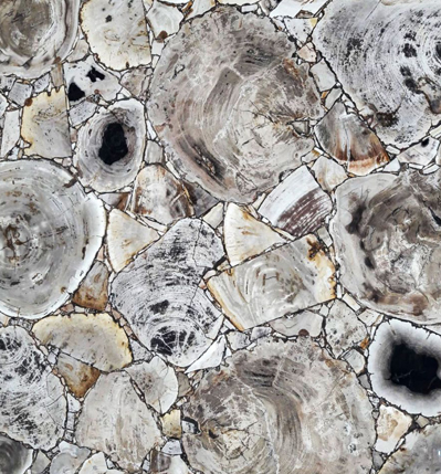 White Petrified Wood